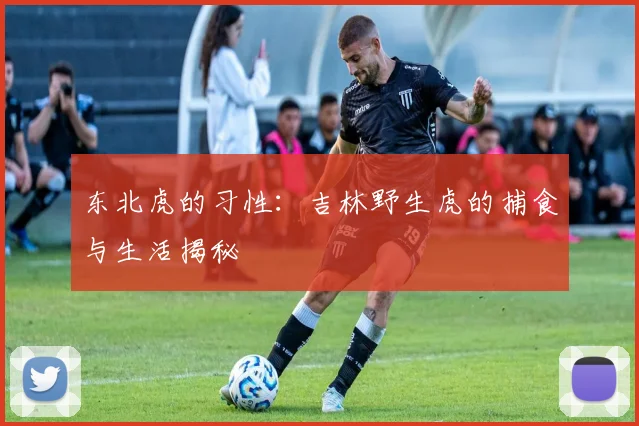 东北虎的习性：吉林野生虎的捕食与生活揭秘