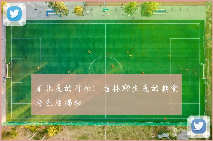 东北虎的习性：吉林野生虎的捕食与生活揭秘